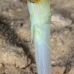 jawfish_yellowhead_dw_wc_v_0145_tci0486.jpg